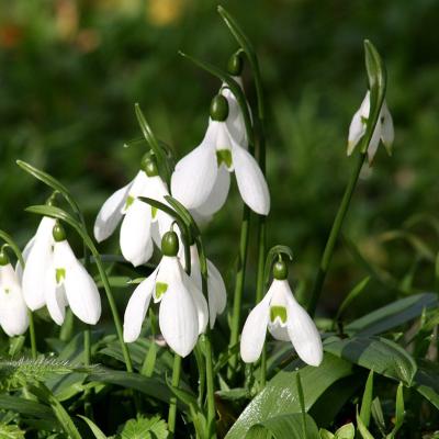 Galanthus ikariae Baker by Apostolis Kaltsis