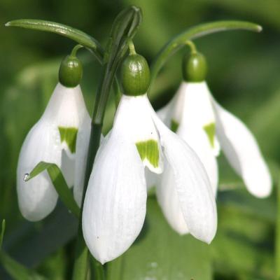 Galanthus ikariae Baker by Apostolis Kaltsis