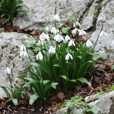Galanthus ikariae Baker by Apostolis Kaltsis