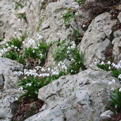 Galanthus ikariae Baker by Apostolis Kaltsis