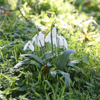 Galanthus ikariae Baker by Apostolis Kaltsis