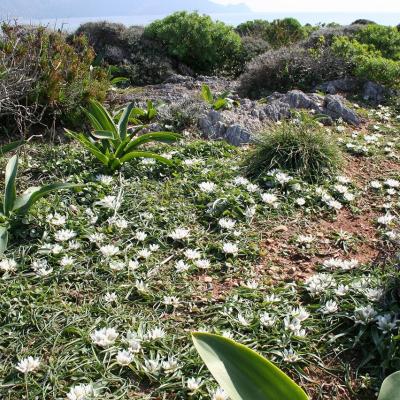 Androcymbium rechingeri by MAICh