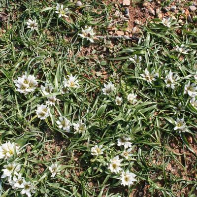 Androcymbium rechingeri by MAICh