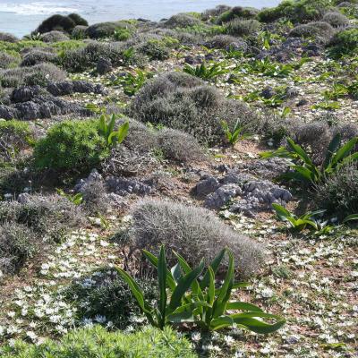 Androcymbium rechingeri by MAICh