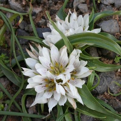 Androcymbium rechingeri by MAICh