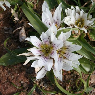 Androcymbium rechingeri by MAICh