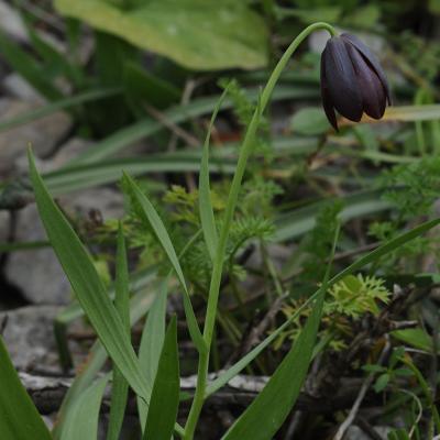 Fritillaria obliqua by Pinelopi Delipetrou