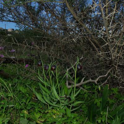 Fritillaria obliqua by Pinelopi Delipetrou