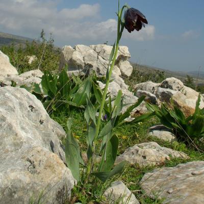 Fritillaria obliqua by Pinelopi Delipetrou