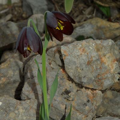 Fritillaria obliqua by Pinelopi Delipetrou