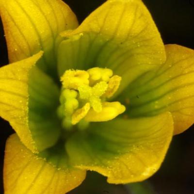 Fritillaria euboeica by Erotokritos Kalogeropoulos