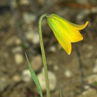 Fritillaria euboeica by Erotokritos Kalogeropoulos