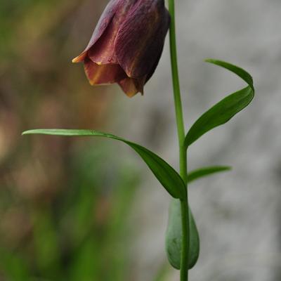 Fritillaria thessala subsp. reiseri by Katerina Goula