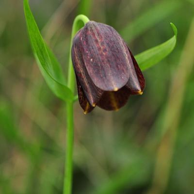 Fritillaria thessala subsp. reiseri by Katerina Goula