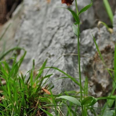 Fritillaria thessala subsp. reiseri by Katerina Goula