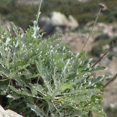 Centaurea atropurpurea by Ioannis Th. Gavalas