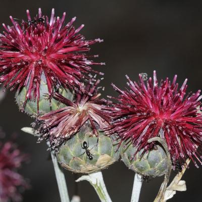 Centaurea atropurpurea by Ioannis Th. Gavalas