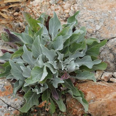 Centaurea atropurpurea by Ioannis Th. Gavalas
