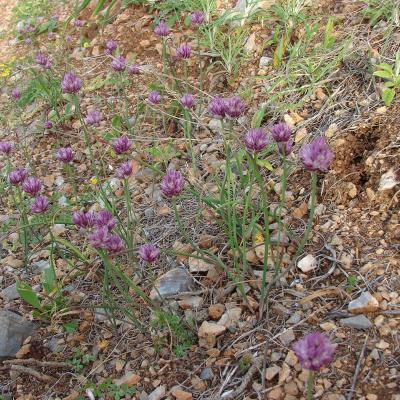 Allium gomphrenoides by Dimitris Kontakos