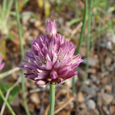 Allium gomphrenoides by Dimitris Kontakos