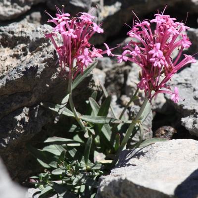 Centranthus sieberi by Apostolis Kaltsis