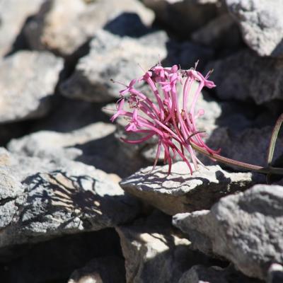 Centranthus sieberi by Apostolis Kaltsis