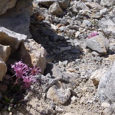 Centranthus sieberi by Apostolis Kaltsis