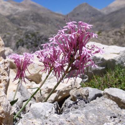 Centranthus sieberi by Apostolis Kaltsis