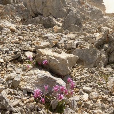 Centranthus sieberi by Apostolis Kaltsis