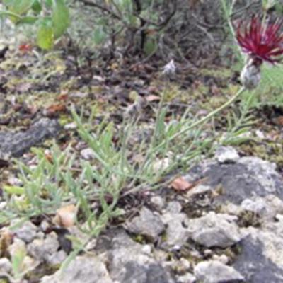 Centaurea immanuelis-loewii by A. Karydas