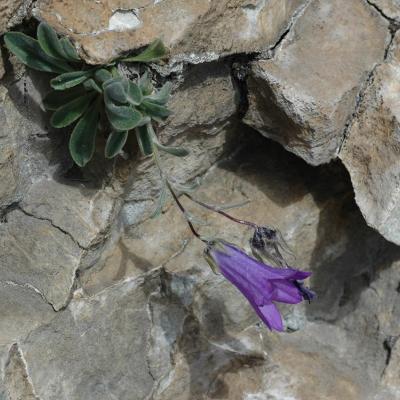 Campanula oreadum by Katerina Koutsovoulou