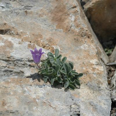 Campanula oreadum by Katerina Koutsovoulou