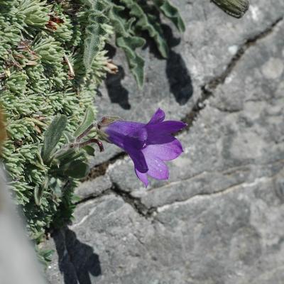 Campanula oreadum by Katerina Koutsovoulou