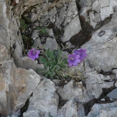 Campanula oreadum by Katerina Koutsovoulou