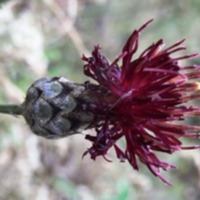 Centaurea immanuelis-loewii by A. Karydas