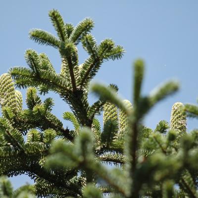 Abies cephalonica by Evangelia Daskalakou