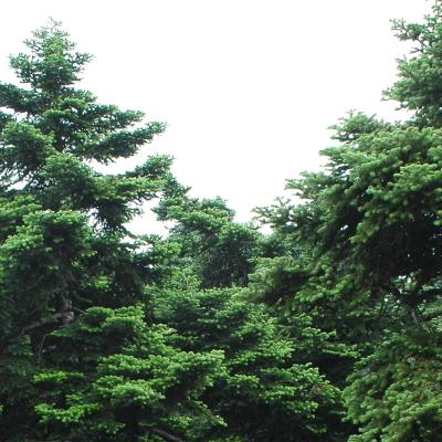 Abies cephalonica by Evangelia Daskalakou