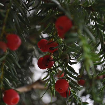 Taxus baccata by Katerina Koutsovoulou