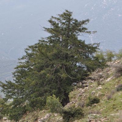 Taxus baccata by Katerina Koutsovoulou