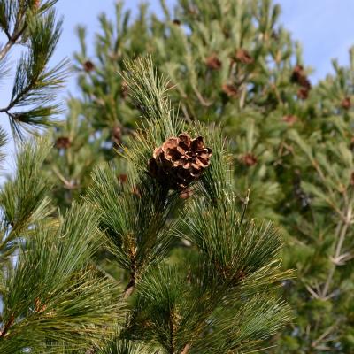 Pinus peuce by Giorgos Poulis