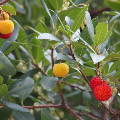 Arbutus unedo by Evangelia Daskalakou