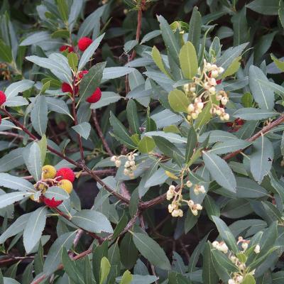 Arbutus unedo by Evangelia Daskalakou