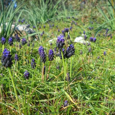 Muscari commutatum by Ioannis Bazos