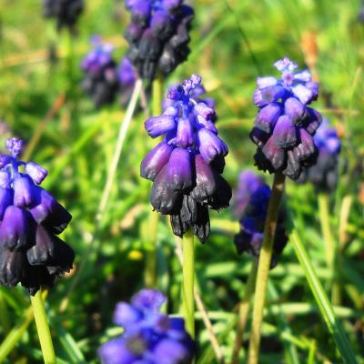 Muscari commutatum by Ioannis Bazos
