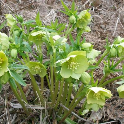 Helleborus odorus cyclophyllus by D. Samaras