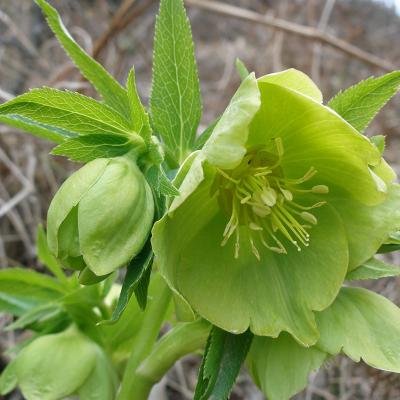 Helleborus odorus cyclophyllus by D. Samaras