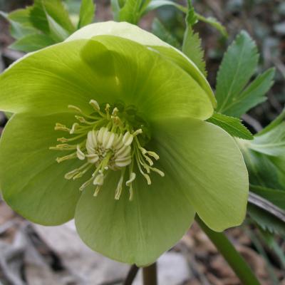 Helleborus odorus cyclophyllus by D. Samaras