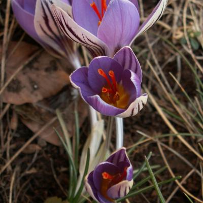 Crocus orphei by Theophanis Karamplianis