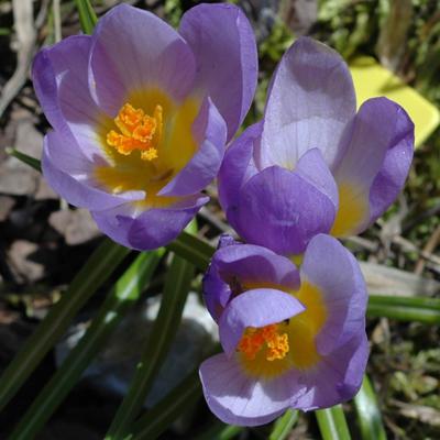Crocus nivalis by Evangelia Skourti