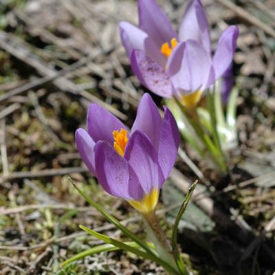 Crocus nivalis by Evangelia Skourti